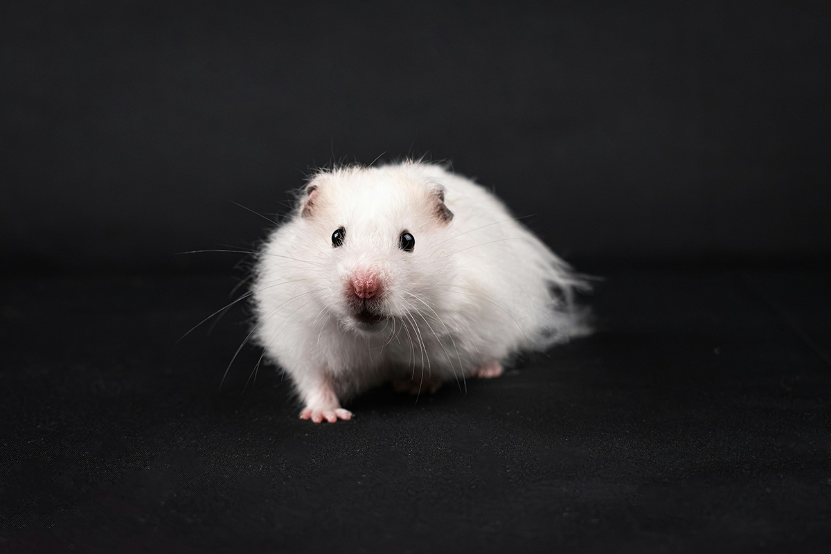 Syrian Hamster
